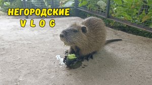 Собираем с Кнопкой урожай огурцов в теплице. 4.07.26