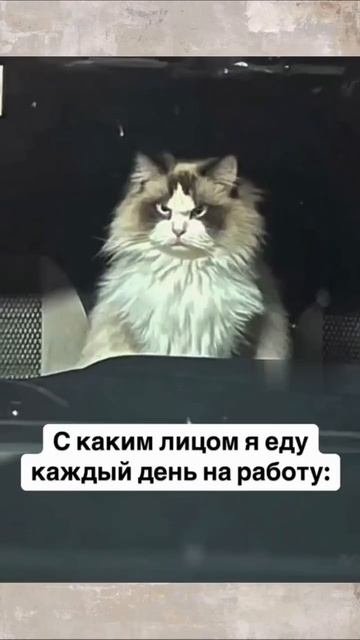 моё лицо когда я еду на работу смотреть онлайн
