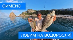 Огромные морские КАРАСИ! - Тайная техника рыбалки на ВОДОРОСЛИ!! Южный берег Крыма!