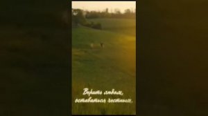 Песенка о счастье. А давайте просто выпьем кофе , босиком пройдёмся по росе...