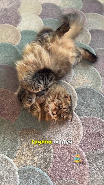 У нас есть свой начальник😅 А у вас?😹 #котики #юмор #животные