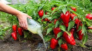Чтобы вызрело много толстокожего сладкого перца подкормите этим кустики в июле месяце!