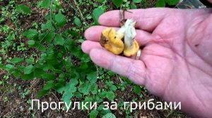 Прогулки за грибами. Дожди идут, но грибы маленькие.
