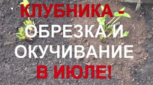 Уход за клубникой после сбора урожая обрезка листьев окучивание — выращиваем по передовой технологии