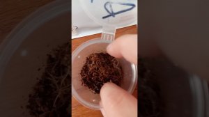 Зародился мой паучок Валера!!!