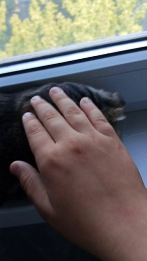кошка Люся.