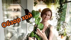 Хойи после пересадки.🌿😘