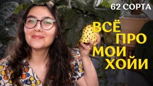 62 ХОЙИ: как ВЫРОСЛИ сами ХОЙИ, и как ПОПОЛНИЛАСЬ КОЛЛЕКЦИЯ за ГОД  | бонус из 11 ДИСХИДИЙ ⚡