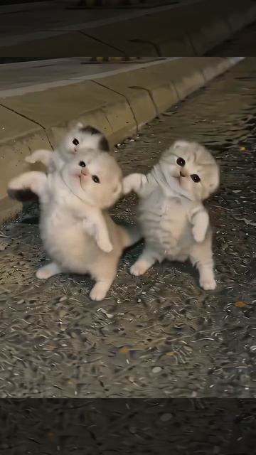 Котята танцуют на автостраде