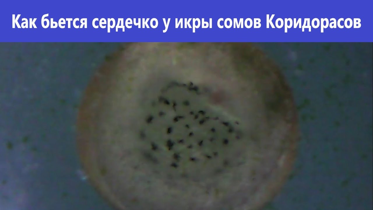Как бьется сердечко у зародыша икры сомов Коридорасов крапчатых смотреть онлайн