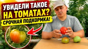 Плоды на томатах будут очень красивыми- подкормите калием!