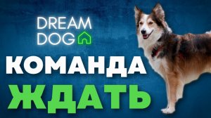 Команда «Ждать»: как научить собаку оставаться на месте и не срываться при отвлечениях