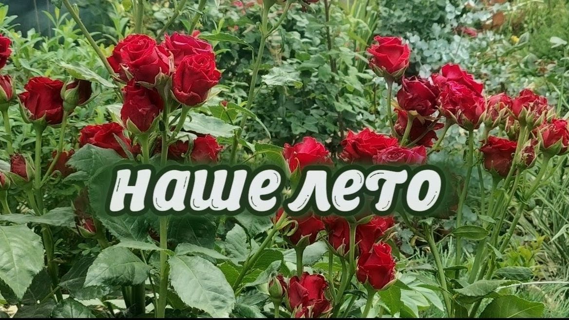 Прогулка по южному саду: цветение роз, лилий, цеанотуса и других