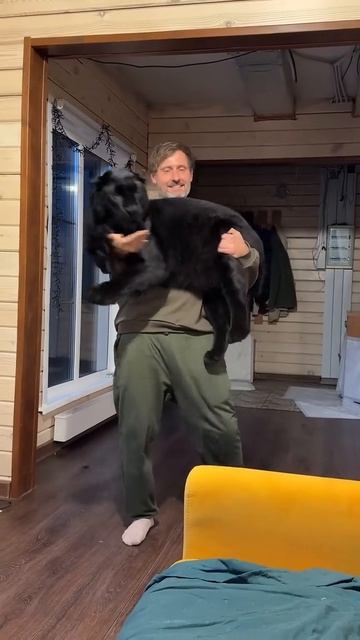 Обычный домашний кот