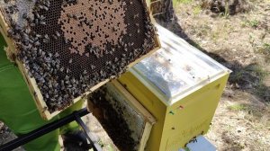 Стоит ли забирать расплод в отводках?