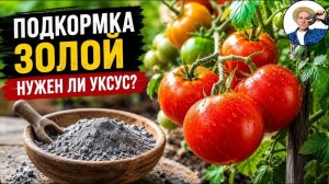 ТРЮК из ЗОЛЫ для Томатов: не добавляйте уксус пока не посмотрите это