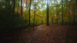 Дождь, осень, природа неспешная прогулка в Джорджии и звуки, которые помогают сосредоточиться.