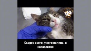 Лечение котиков
