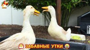 Забавные утки мускусные и пекинские на свободном выгуле со своими друзьями ч.(411) ❣️🤗😂