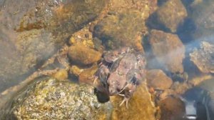 Лягушка на озере Водлозеро ранним солнечным утром.