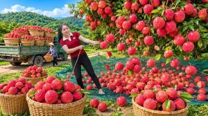 Сбор урожая с деревьев личи | Использование грузовика для перевозки и продажи на деревенском рынке