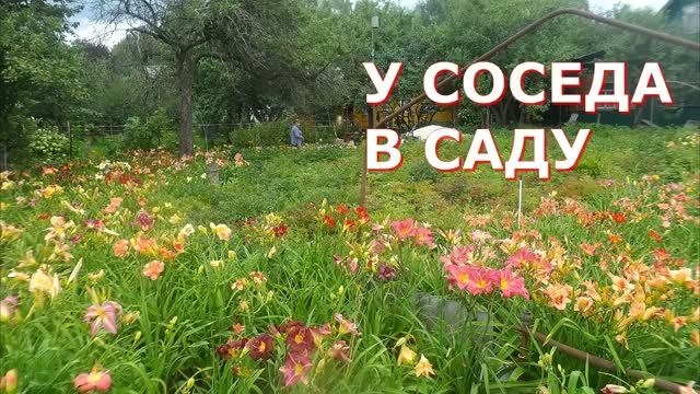 1100 сортов лилейников 87-летнего соседа, 1500 кустов пионов 500 сортов смотреть онлайн