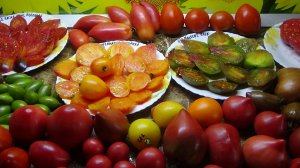 Томат Ананасная клубника - вкуснейший биколор. №451. Сорт Софии Сааковой. Дегустация 2026 года.