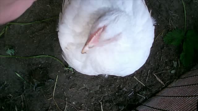 Наша жизнь на севере.