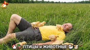 Сельские мотивы 🐏🐓🐇 Видео для души и радости 🌞 (32)