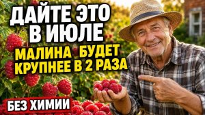 Подкормка малины в июле для крупных ягод: зола, калий, фосфор, дрожжи — рецепты для суперурожая