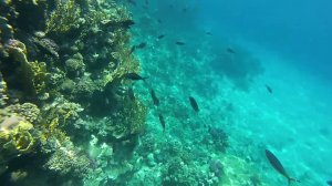 Что там? Снорклинг.Красное море. Египет.Шарм-эль-Шейх. Corals. Snorkelling. Red Sea. Egypt