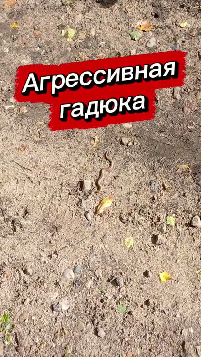 Агрессивная гадюка❗️
