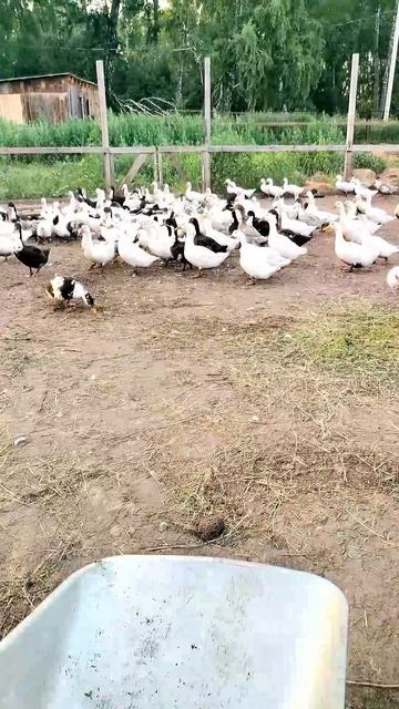 ПОДАРОК ОТ СОСЕДА! 🎁 СМОТРИТЕ, что началось! 🦆