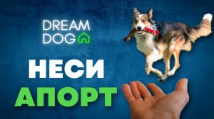 Команда «Неси»: как научить собаку приносить игрушку в руку без ошибок