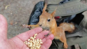 Кормушка и незнакомые белки. Зарисовка