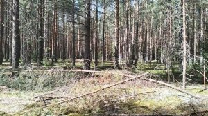 Грибы в сосновом бору. Кировская область. 7.07.2026