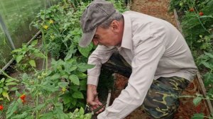 ОБНАРУЖИЛИ В САРАЕ БОЛЬШОЕ ОСИНОЕ ГНЕЗДО. ЗАНИМАЮСЬ ВАРЕНЬЕМ.