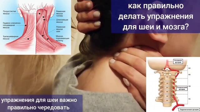 Шея, атлант, ременная мышца, кровоснабжение мозга. Методы декомпрессии главных сосудов шеи и головы смотреть онлайн