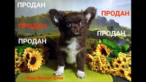 ПРОВОЖАЕМ Гуччи в НОВЫЙ дом 17.09.23 #купитьчихуахуа +79215950848 #продаю_щенка ЕСТЬ ДОСТАВКА
