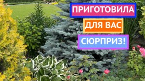 Как преобразить участок, если всё уже посажено!
