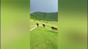 ЦА ОЬШУ ХЕТТАРШ МЮЛХАШ ДУ?