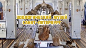 ЗООЛОГИЧЕСКИЙ МУЗЕЙ САНКТ-ПЕТЕРБУРГ