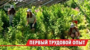 Трудовые отряды для школьников организовали в Иркутске этим летом