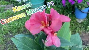 Канна Cannova Mango F1