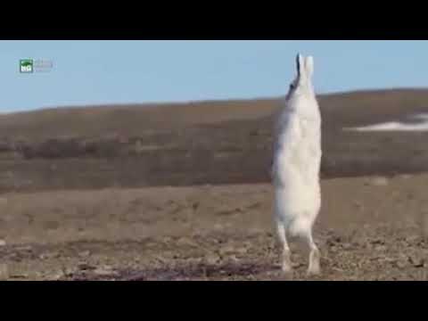 ВОЛКИ БЕГУТ ЗА ЗАЙЦЕМ И....... смотреть онлайн