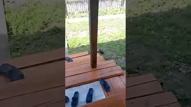 Обзор на мой двор и дом