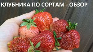 Обзор клубники по сортам.