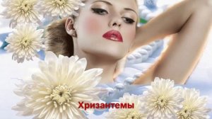 Хризантемы