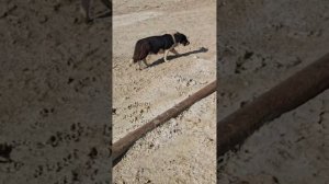 Кроме приюта ежедневно объезжаю кормежные маршруты