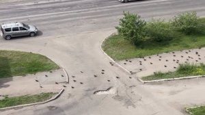 🤔 Сегодня шли две женщины, а за ними стая голубей. Они главные в мире голубей? Что они пообещали го